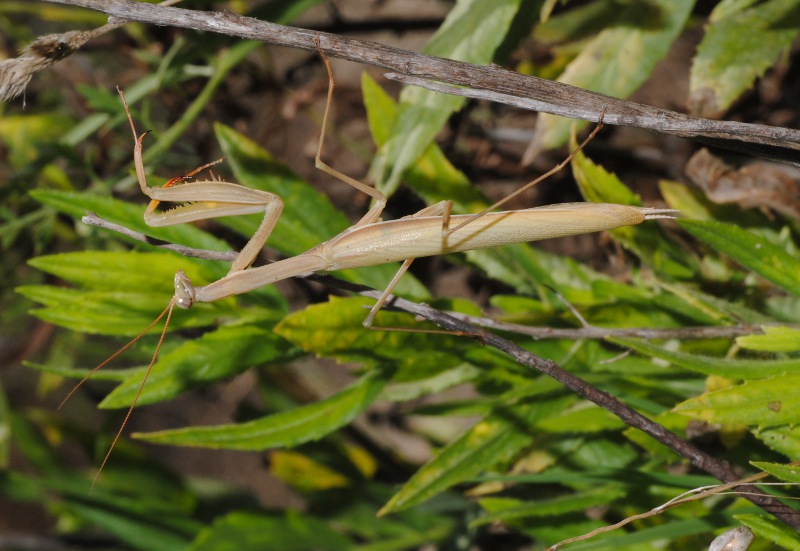 Mantis religiosa?